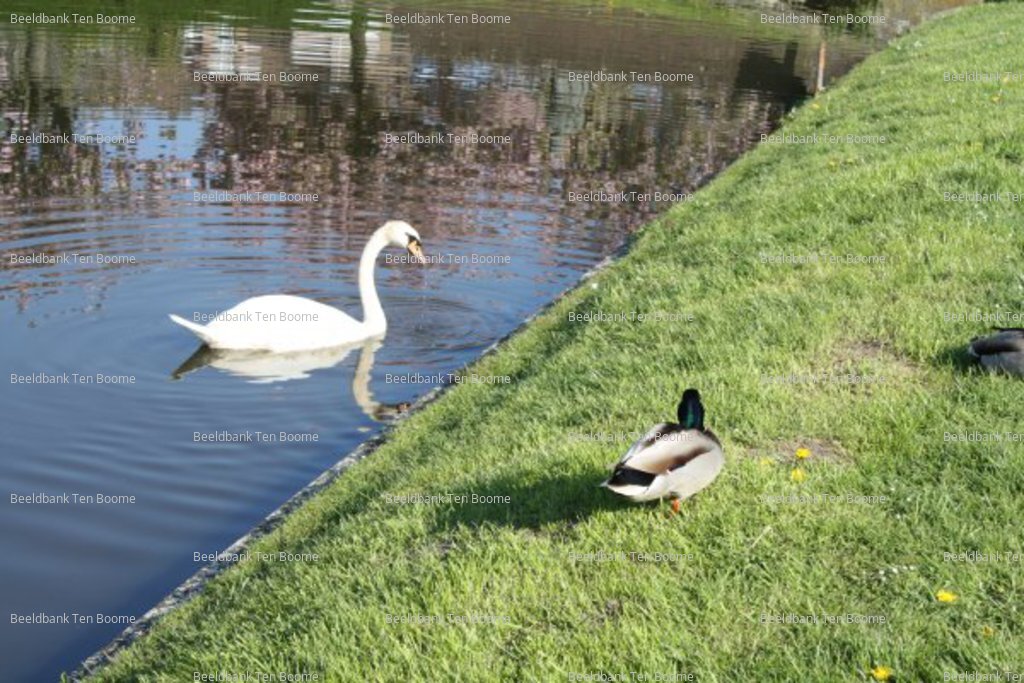 Gevonden beeld met watermerk