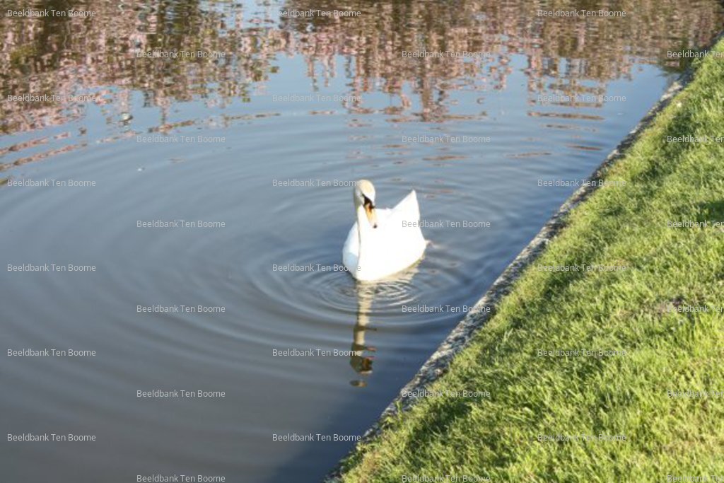 Gevonden beeld met watermerk