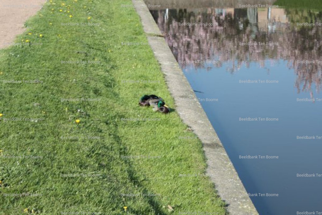 Gevonden beeld met watermerk
