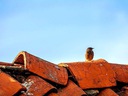 Gevonden beeld