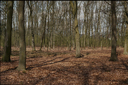 Gevonden beeld