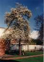 Gevonden beeld