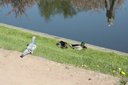 Gevonden beeld