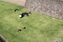 Gevonden beeld